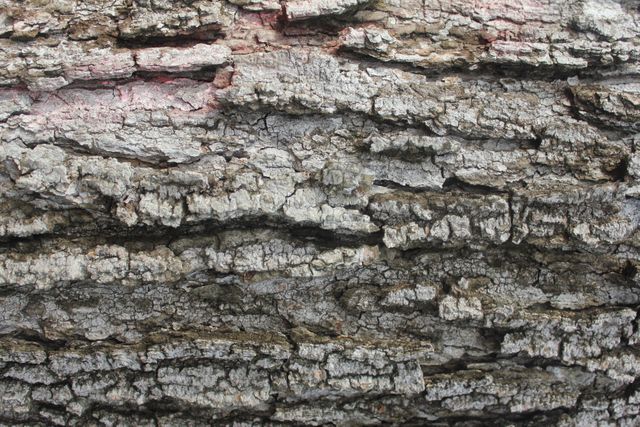 Close-Up of Tree Bark Texture in Natural Light - Download Free Stock Photos Pikwizard.com