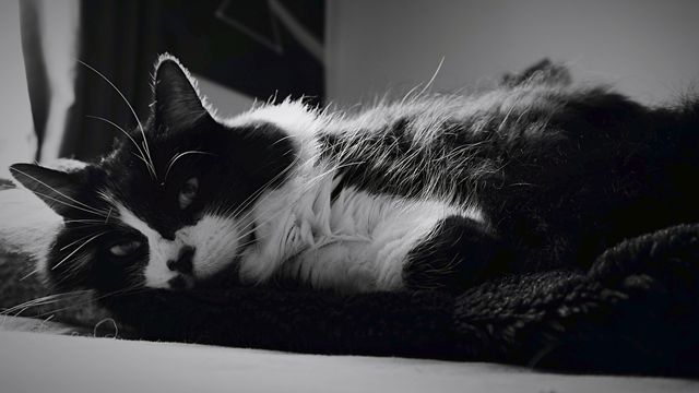 This black and white cat is resting comfortably on a blanket in a cozy room. Ideal for use in pet advertisements, blogs about cats, and promoting relaxation or home comfort.