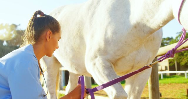 Female Veterinarian Examining White Horse in Sunlit Paddock - Download Free Stock Images Pikwizard.com