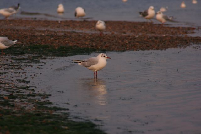 Seagulls standing and walking on a beach shore during twilight, creating a serene coastal scene. Ideal for use in nature and wildlife publications, coastal living websites, bird watching groups, or conveying a calm and peaceful atmosphere.