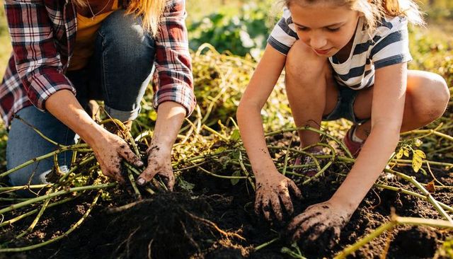 Kneeling adult and child harvesting potatoes in sunlit backyard garden with dirty hands