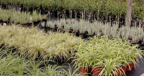 Ornamental grasses in pots on weed barrier in garden center
