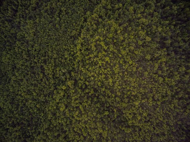 Aerial view showing dense green forest canopy stretching as far as the eye can see. Perfect for environmental campaigns, nature documentaries, and backgrounds emphasizing natural beauty or conservation efforts.