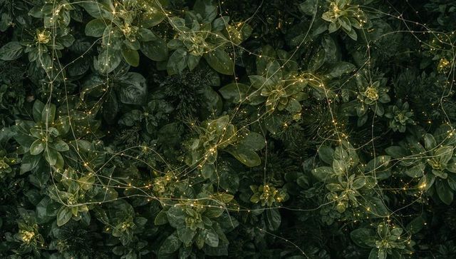 Twinkling fairy lights draping glossy green rosette foliage creating moody botanical glow