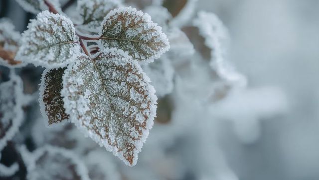 Glittering frost-coated leaf cluster shimmering on winter shrub with spiky ice crystals