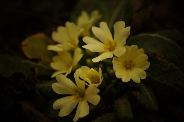 Close-up of Yellow Primrose Flowers in Bloom - Download Free Stock Photos Pikwizard.com