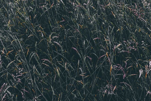 Dense Grass in Dark Ambient Light with Subtle Purple Glints - Download Free Stock Photos Pikwizard.com