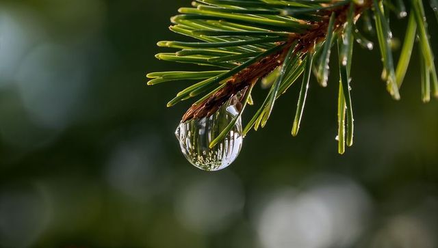 Macro droplet refracting pine needles, dew bead on conifer branch with bokeh