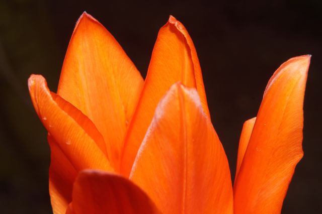 Close-Up of Vibrant Orange Flower Petals - Download Free Stock Photos Pikwizard.com