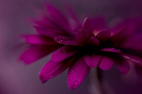 Magenta flower macro with dew drops, velvet petals and dreamy shallow depth of field