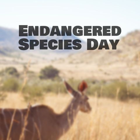 blurred deer in meadow highlighting endangered species day - Download Free Stock Templates Pikwizard.com