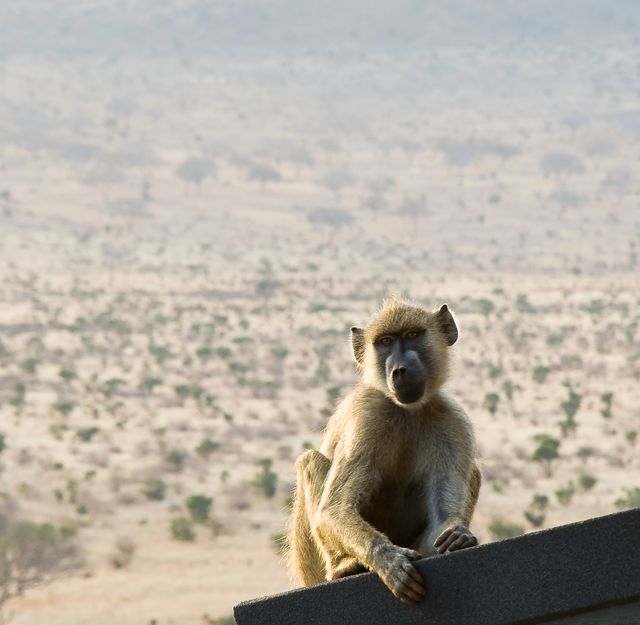 Baboon sitting on the edge of a structure with an expansive arid landscape in the background. Ideal for concepts of wildlife, nature photography, conservation, and solitary animals in their natural habitats.