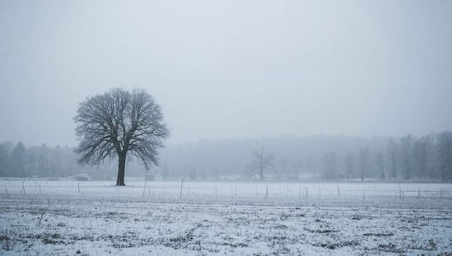 Lone Deciduous Tree Standing in Snow-Covered Pasture under Misty Winter Sky