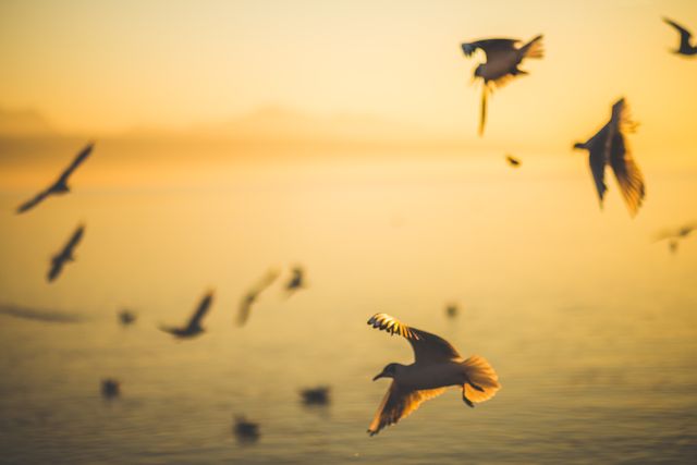 Bird silhouettes fly over a calm ocean at sunset with golden hues filling the scene. Ideal for use in nature and travel-themed articles, serene backdrops, or relaxation content promoting tranquility and beauty.