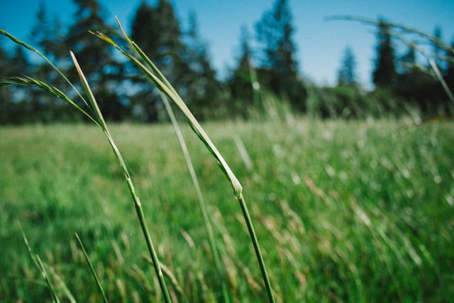 This closeup of lush green grass in a sunny meadow is perfect for portraying tranquility and natural beauty. Ideal for backgrounds, nature-themed projects, environmental campaigns, and relaxation content.