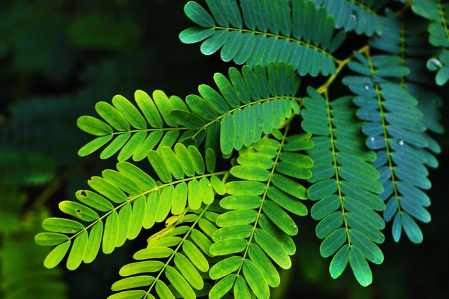 Close-up of vibrant green tropical leaves showcases detailed leaf texture and lush foliage. This image is perfect for nature-themed projects, botanical studies, environmental campaigns, backgrounds, and wellness or relaxation concepts.