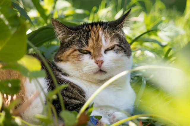 Calico cat surrounded by lush green foliage is resting outdoors on a sunny day. Suitable for concepts such as tranquility, pet care, nature, and outdoor living. Ideal for use in websites, blogs, social media posts related to pets, animal care, and gardening.