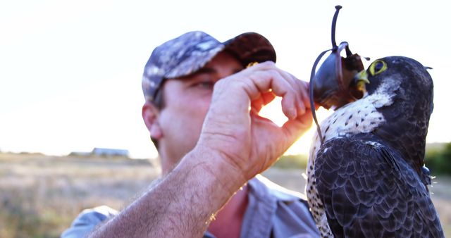 Falconer Training Peregrine Falcon Outdoors - Download Free Stock Images Pikwizard.com