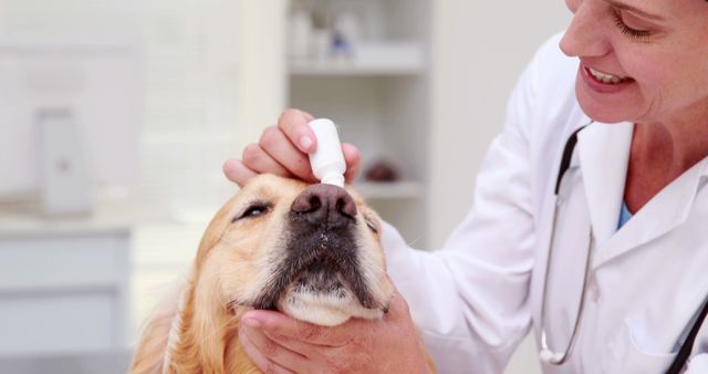 Professional veterinarian administering eye drops to a golden retriever in a clinic. Ideal for use in veterinary care promotions, pet healthcare articles, or animal clinic advertisements. Shows compassionate care and the bond between humans and animals.