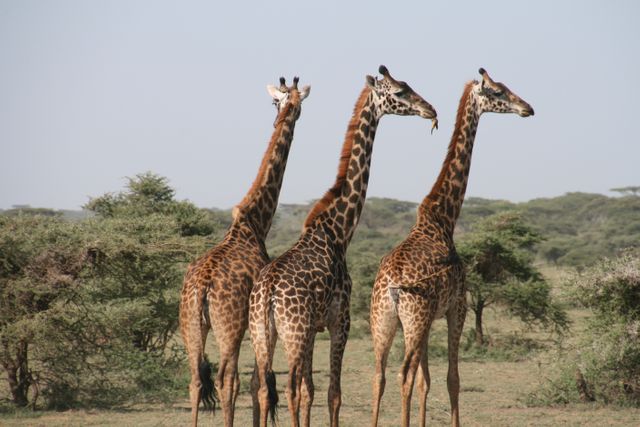 Three giraffes standing in the savanna, surrounded by sparse trees and vegetation. This image can be used for travel brochures, wildlife documentaries, educational materials, or advertisements promoting safari tours.