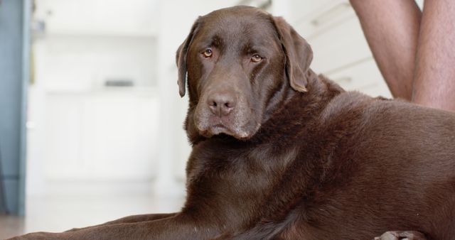 Brown Labrador dog resting on the floor indoors, close-up shot captures its peaceful and relaxed demeanor. Suitable for use in articles or advertisements related to pet care, dog training, and home living. Ideal for blogs, social media posts, and promotional materials featuring domestic animals and pets at home.