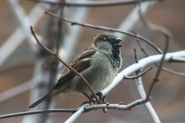 Sparrow sitting on leafless branches, displaying natural beauty. Useful for nature documentaries, birdwatching materials, educational content about wildlife, and showcasing winter wildlife adaptations.