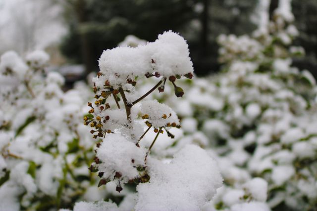 Snow-Covered Plants in Winter Wonderland - Download Free Stock Photos Pikwizard.com