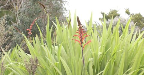 Orange crocosmia bloom rising from dense green sword leaves in overcast garden border