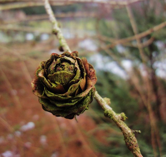 This image features a close-up view of a withered pine cone on a branch, emphasizing the detailed texture and natural decay. The background shows a blurred forest scene with hints of snow, suggesting a cold, wintery environment. Ideal for use in nature blogs, educational material about plant life cycles, or environmental conservation campaigns.