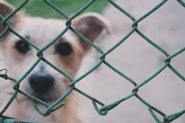 Sad Dog Behind Chain Link Fence at Shelter - Download Free Stock Photos Pikwizard.com