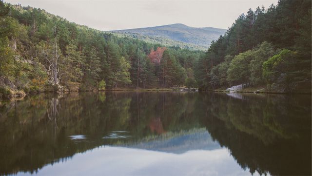 Tranquil Forest Lake Reflecting Mountain Landscape - Download Free Stock Photos Pikwizard.com