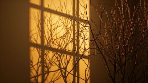 Golden-hour window shadow casting bare branch silhouettes on warm interior wall