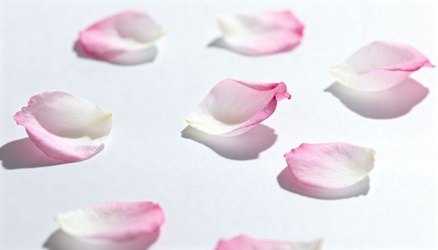 Scattered pink-tipped rose petals on white background, soft shadows, pastel minimalist texture