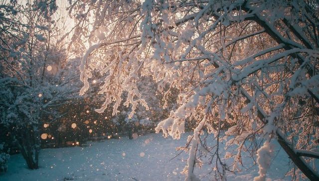 Golden Light Reflecting on Snow-Covered Branches with Falling Snowflakes
