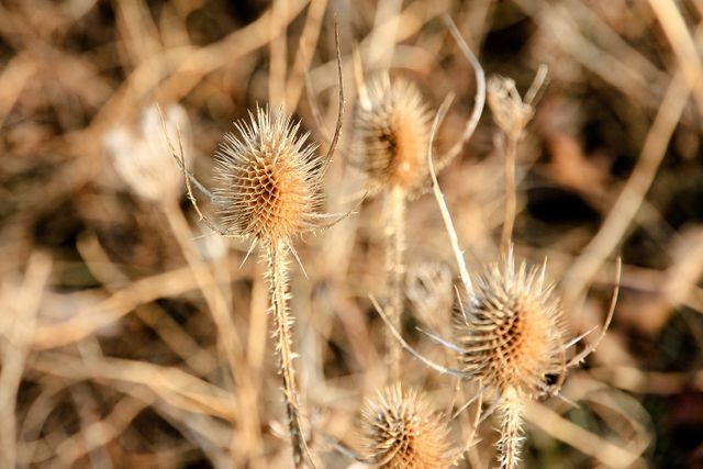 Dry Thistle Plants in Autumn Field - Download Free Stock Photos Pikwizard.com