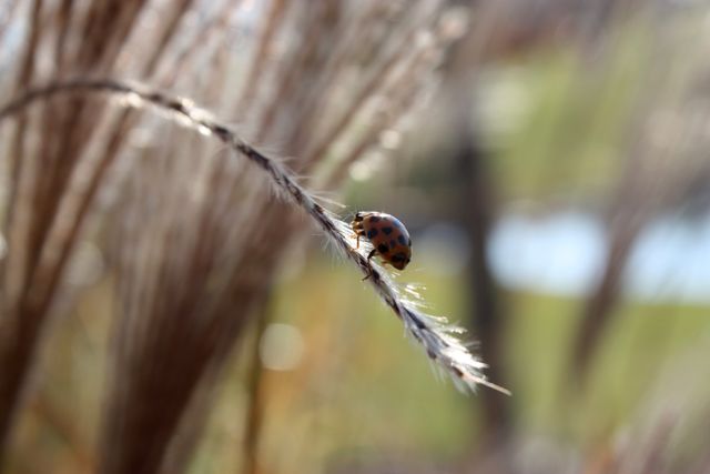 Ladybug crawling on a dried wheat stem in outdoor setting, with blurred background. Ideal for nature-themed projects, educational materials, or environmental campaigns highlighting wildlife and ecosystems.