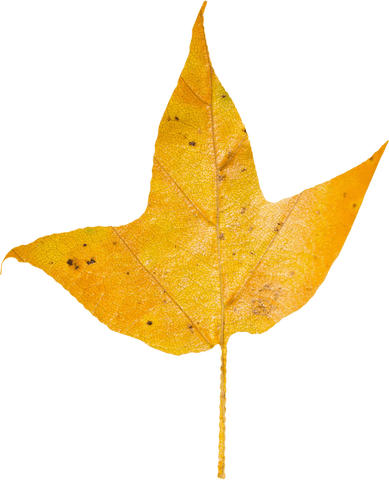 Transparent Autumn Yellow Leaf Isolated on White Background - Download Free Stock Videos Pikwizard.com