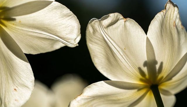 Backlit white tulip macro revealing translucent petal veins and soft pistil shadow, spring closeup