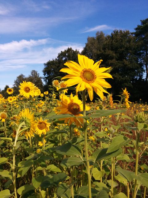 Beautiful Sunflower Field Under Clear Blue Sky - Download Free Stock Photos Pikwizard.com