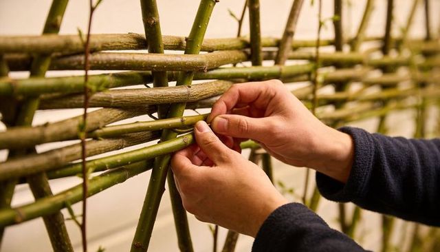 Weaving willow wattle fence by hand closeup of adult hands crafting garden trellis