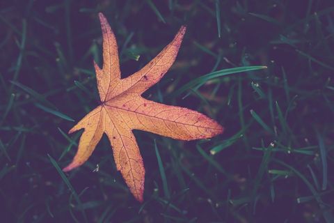 Golden star-shaped autumn leaf resting on dark green grass with visible vein texture