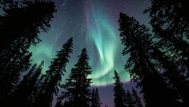 Aurora borealis dancing above tall conifer silhouettes under starry northern sky