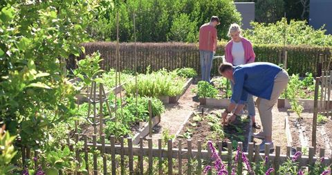 Community gardeners tending raised vegetable beds in sunny backyard allotment with fence