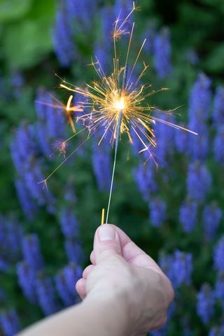 Hand Holding Sparkler Amidst Vibrant Flower Background