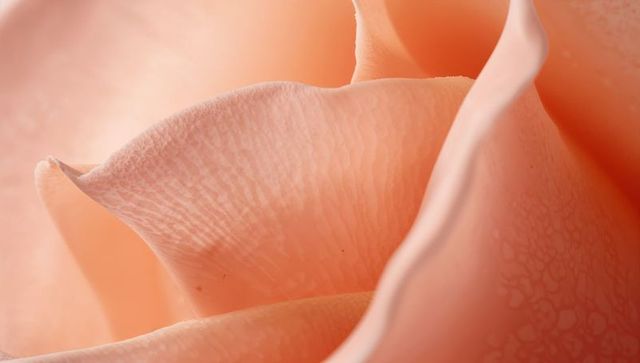 Macro peach rose petals revealing delicate veined texture and soft layered folds
