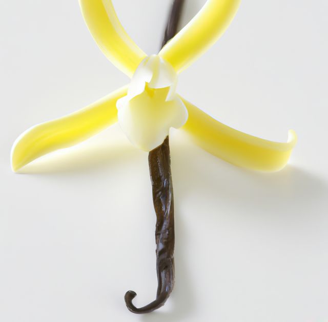 This close-up image of a vanilla flower and pod is perfect for use in culinary blogs, recipe websites, or advertisements for flavoring products. Showcase the natural beauty and delicate structure of vanilla, a popular spice in desserts and fragrances.