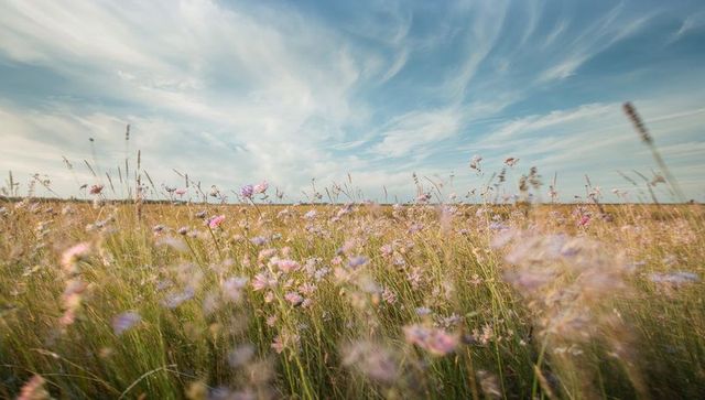 Swaying wildflower meadow under pastel sky with drifting clouds