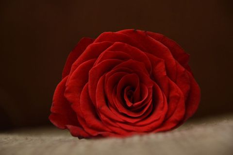 Close-up of vibrant red rose black background on blurred background