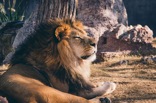 Male lion with a brown mane is resting in sunlight, surrounded by natural rocks and dry grass. Ideal for content related to wildlife, animal behavior, nature documentaries, conservation efforts, and African savannah landscapes.
