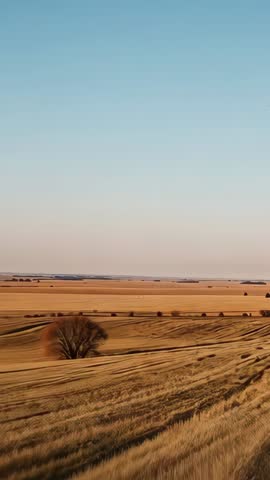 Vertical panning over golden crop fields revealing solitary bare tree under clear blue sky
